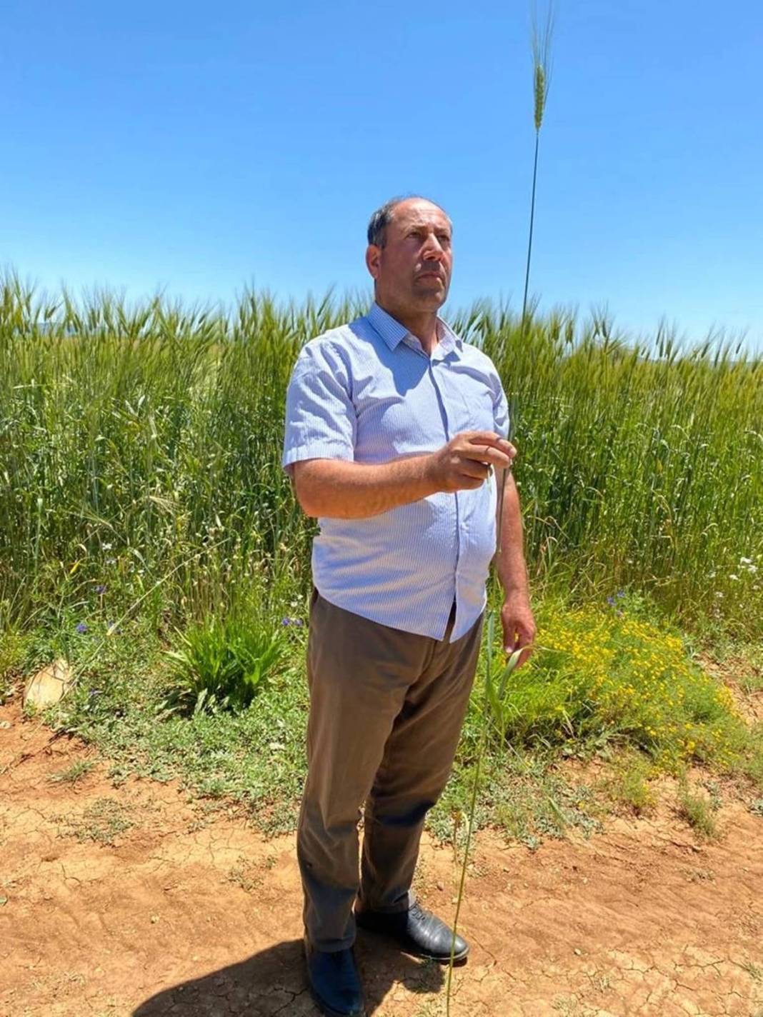 Yağmurdan sonra ortaya çıktı, tarla sahibi büyük şaşkınlık yaşadı! 1.80 metre uzunluğunda, sonunda makarna olacak 2
